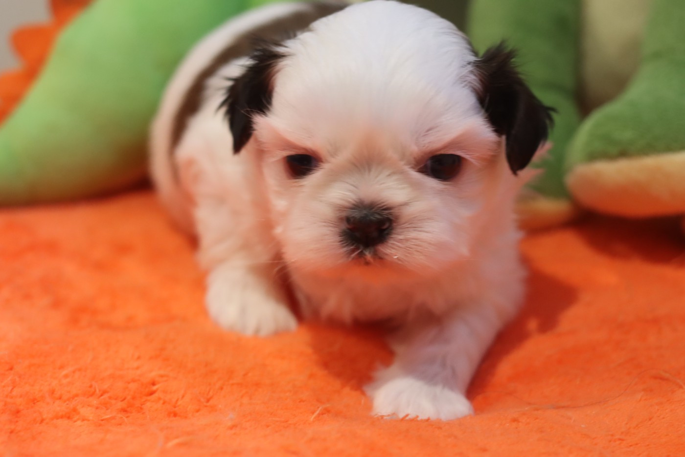 de la ferme des Mottes - Chiots disponibles - Shih Tzu