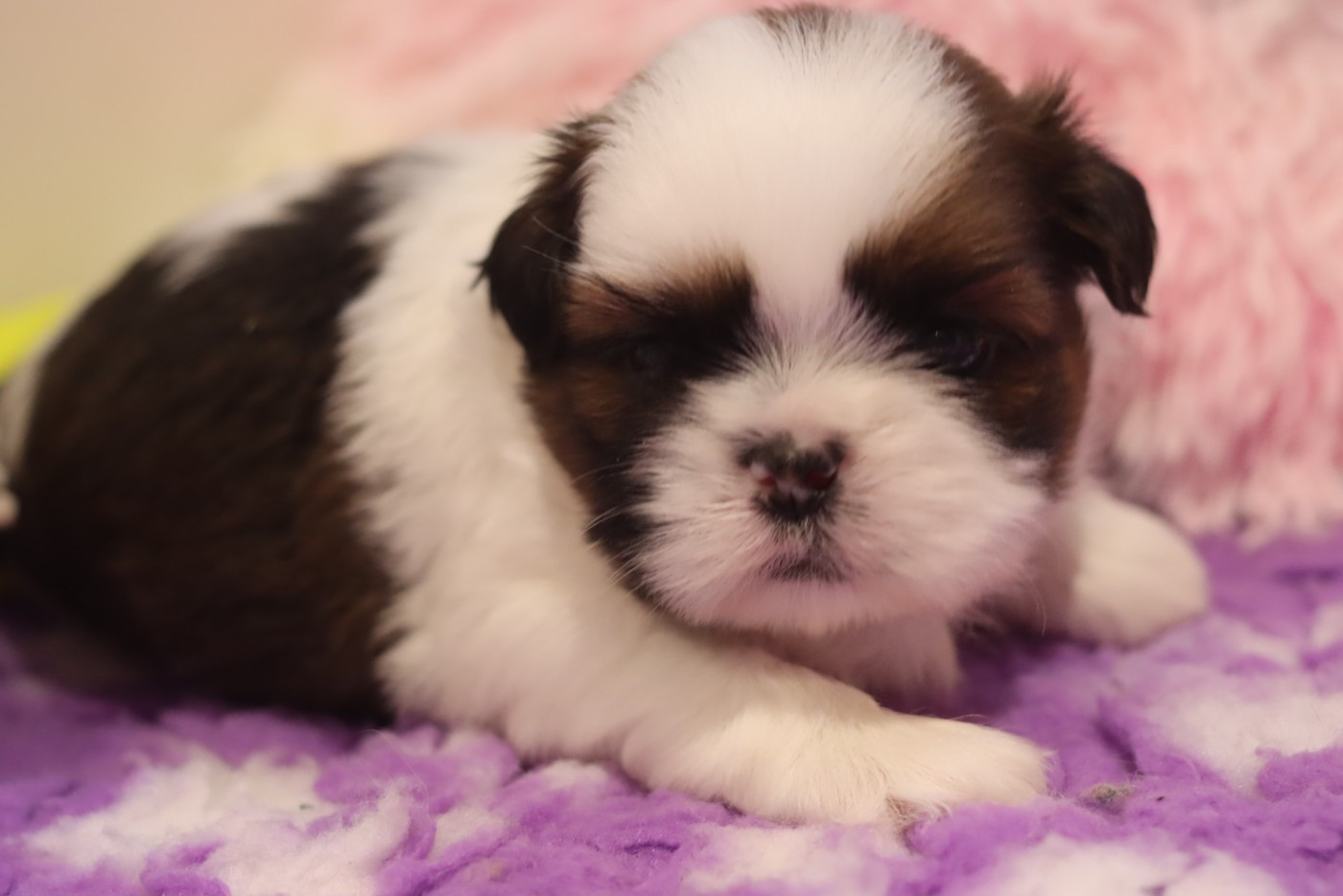 de la ferme des Mottes - Chiots disponibles - Shih Tzu