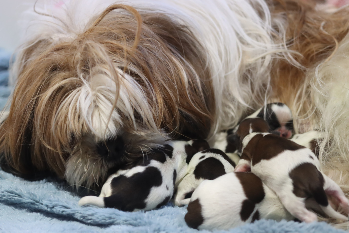 Chiot Shih Tzu de la ferme des Mottes
