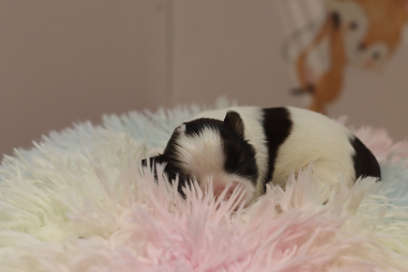 Chiot Shih Tzu de la ferme des Mottes
