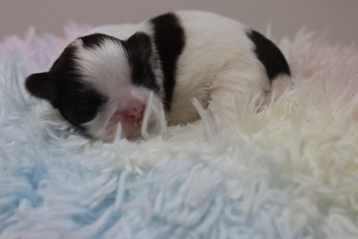 de la ferme des Mottes - Chiots disponibles - Shih Tzu