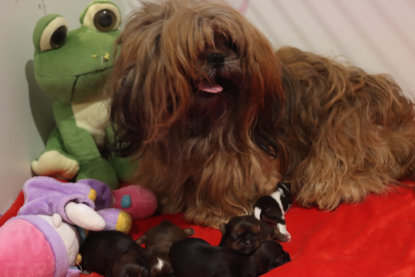 Chiot Shih Tzu de la ferme des Mottes