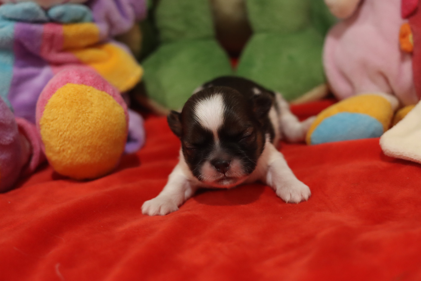 de la ferme des Mottes - Chiots disponibles - Shih Tzu