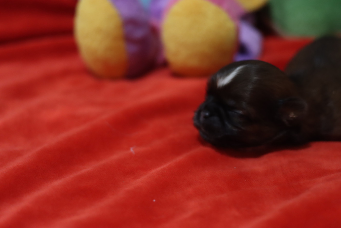 de la ferme des Mottes - Chiots disponibles - Shih Tzu