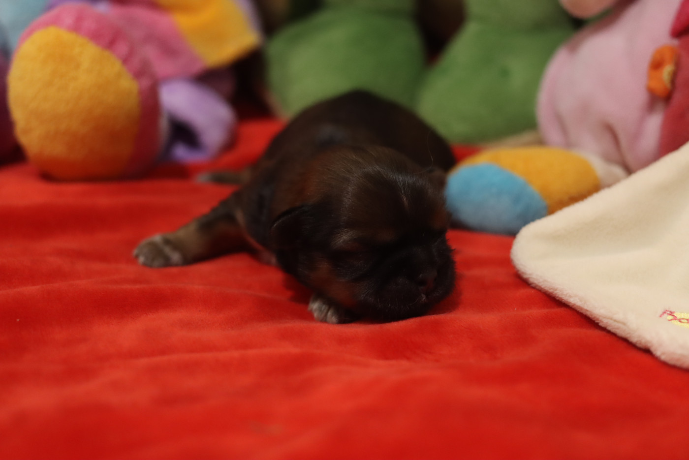 de la ferme des Mottes - Chiots disponibles - Shih Tzu