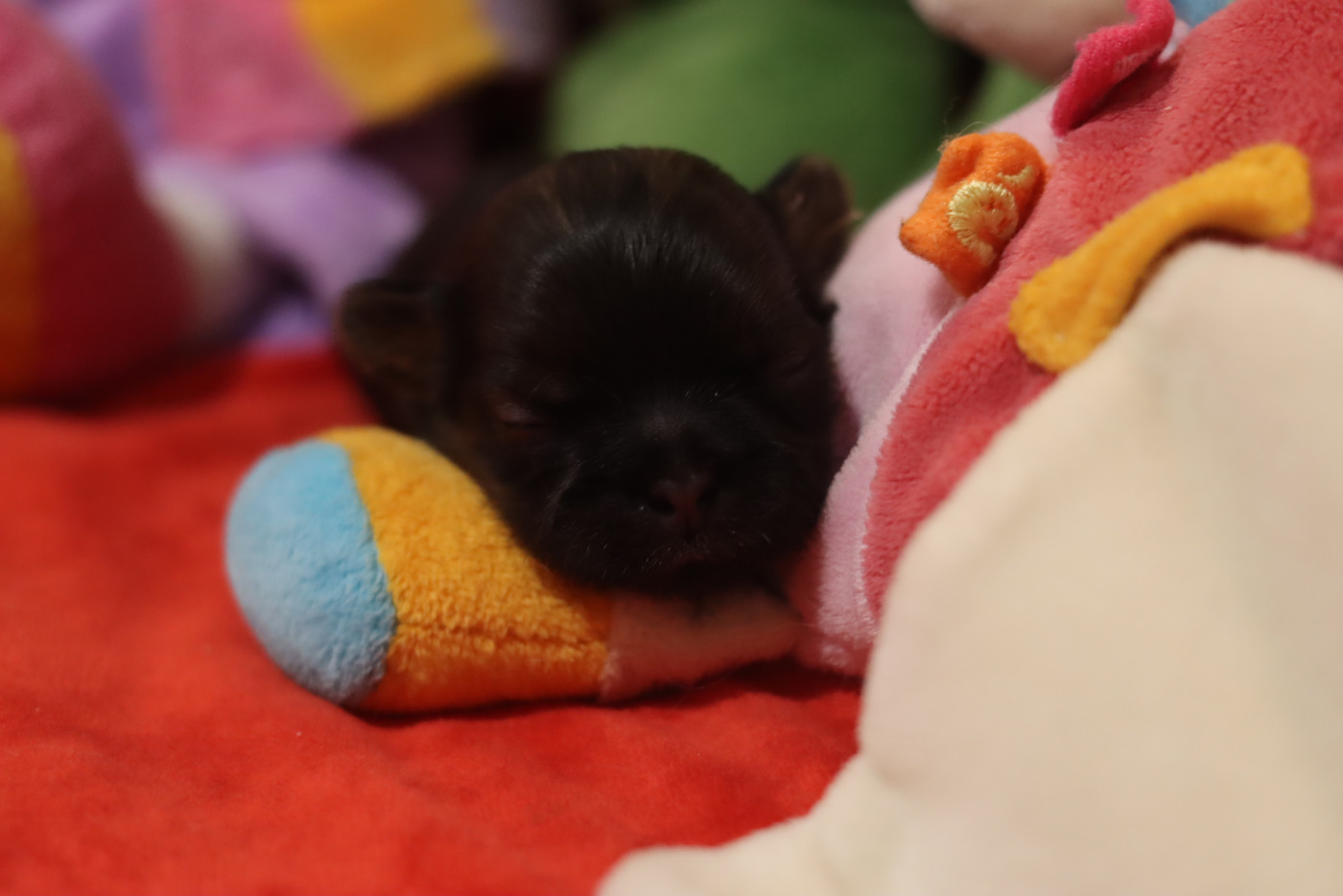 de la ferme des Mottes - Chiots disponibles - Shih Tzu