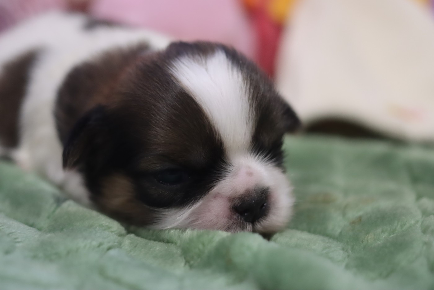 de la ferme des Mottes - Chiots disponibles - Shih Tzu