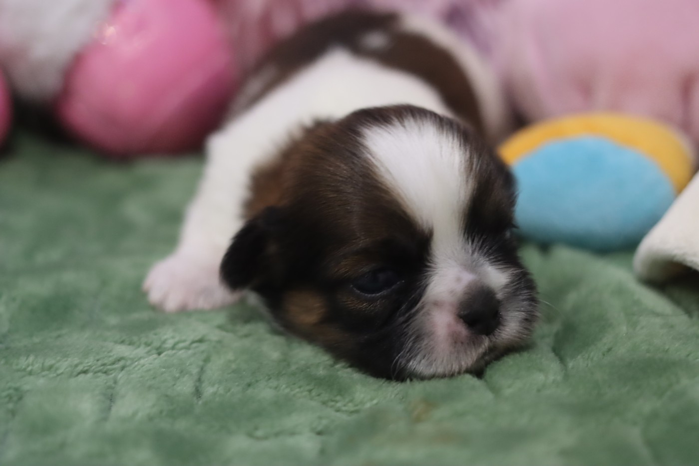 de la ferme des Mottes - Chiots disponibles - Shih Tzu