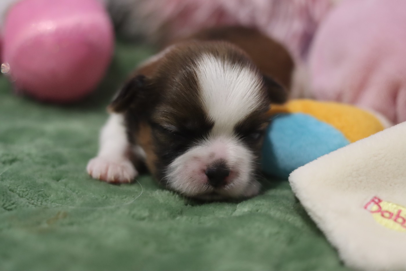 de la ferme des Mottes - Chiots disponibles - Shih Tzu