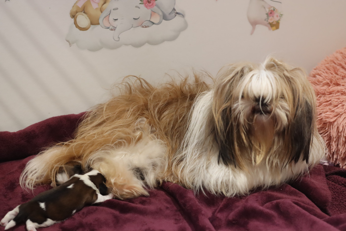 Chiot Shih Tzu de la ferme des Mottes