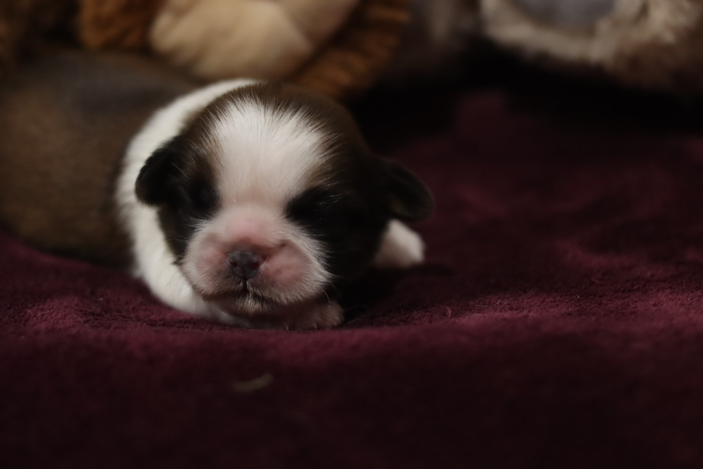 de la ferme des Mottes - Chiots disponibles - Shih Tzu