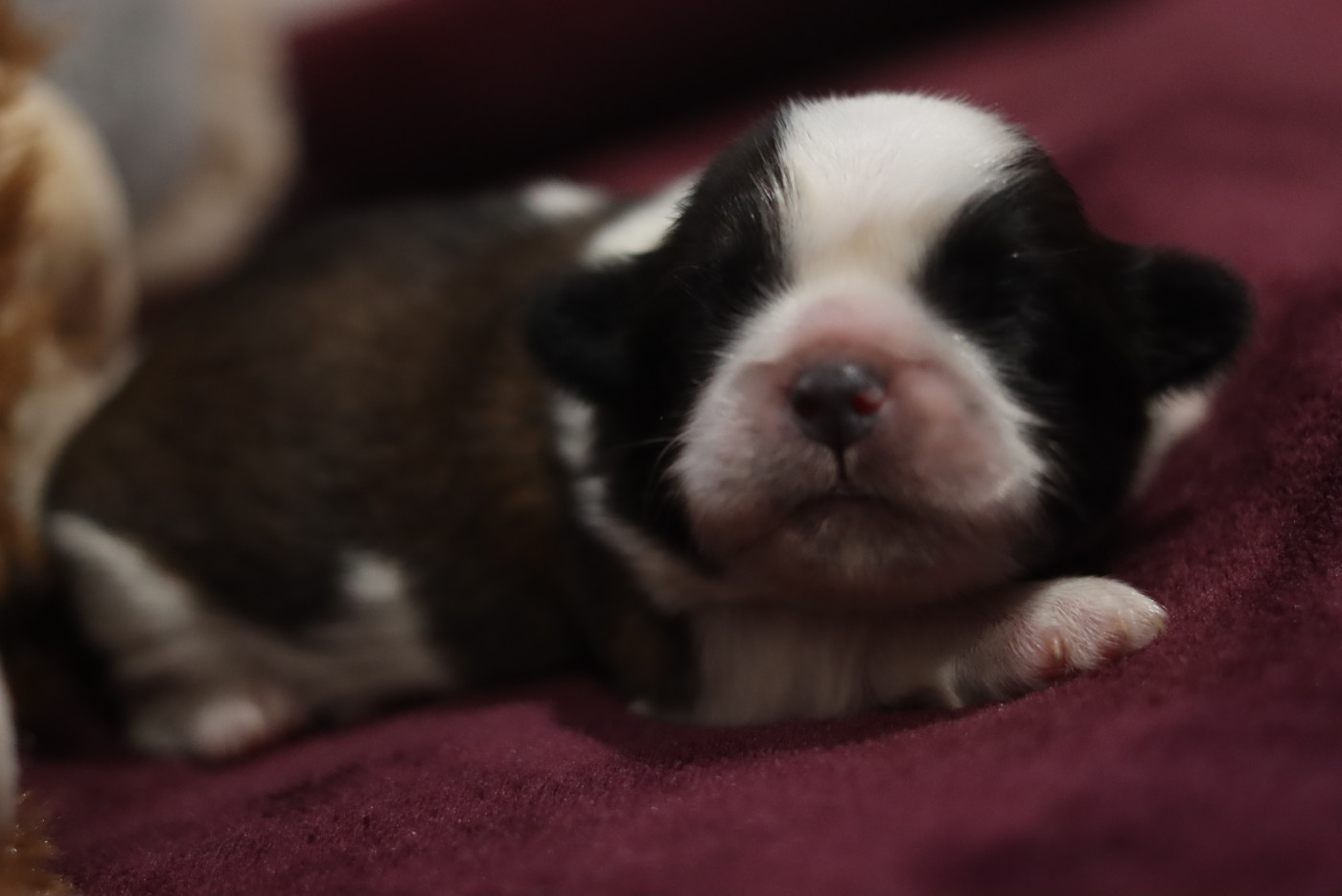 de la ferme des Mottes - Chiots disponibles - Shih Tzu