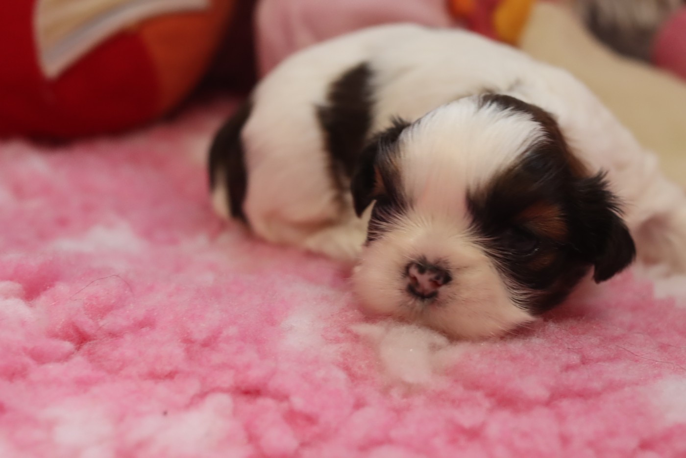 de la ferme des Mottes - Chiots disponibles - Shih Tzu