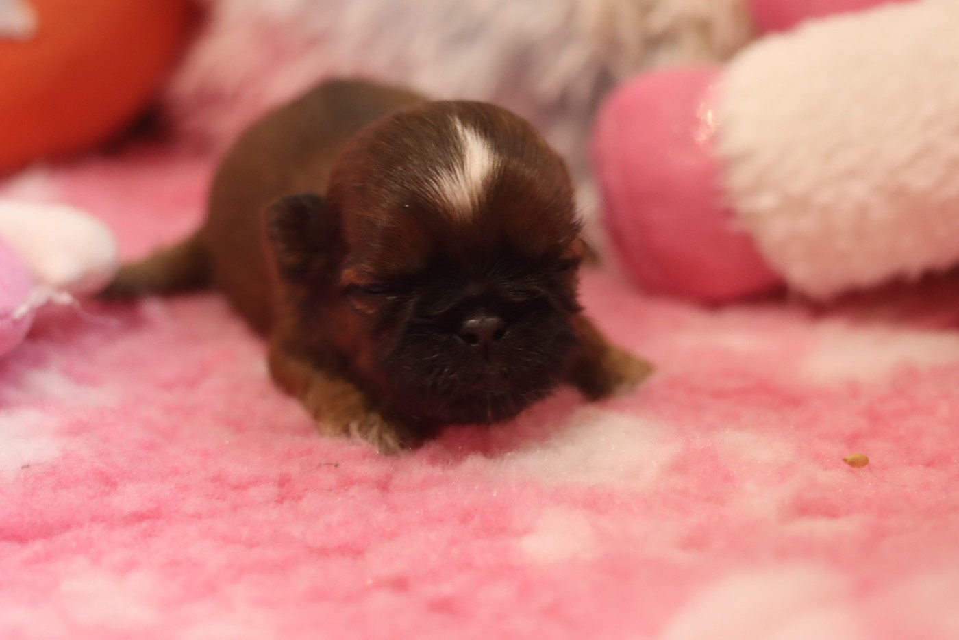 de la ferme des Mottes - Chiots disponibles - Shih Tzu