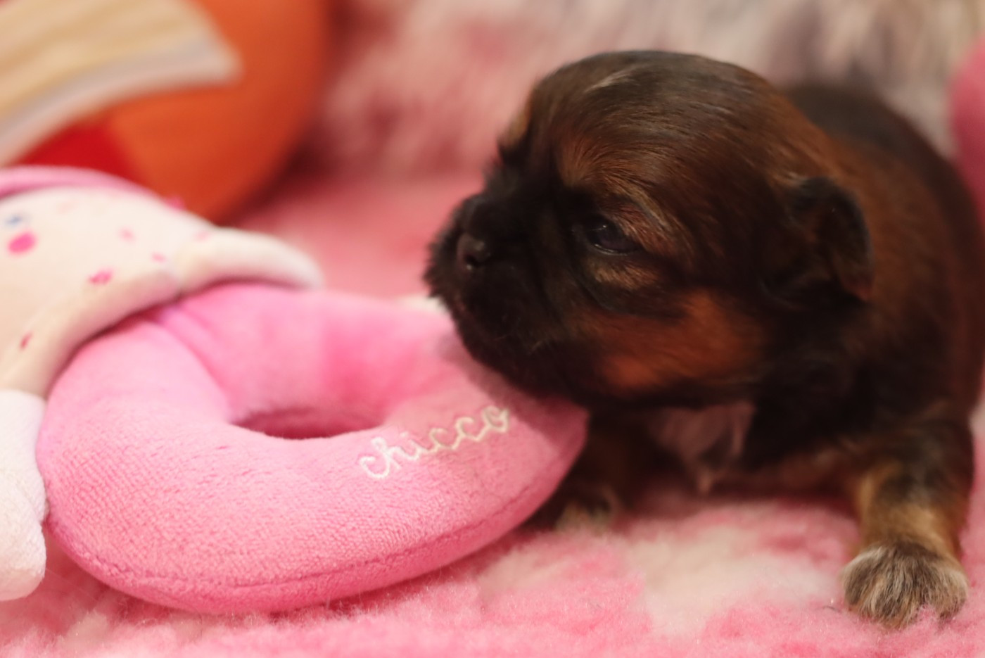 de la ferme des Mottes - Chiots disponibles - Shih Tzu
