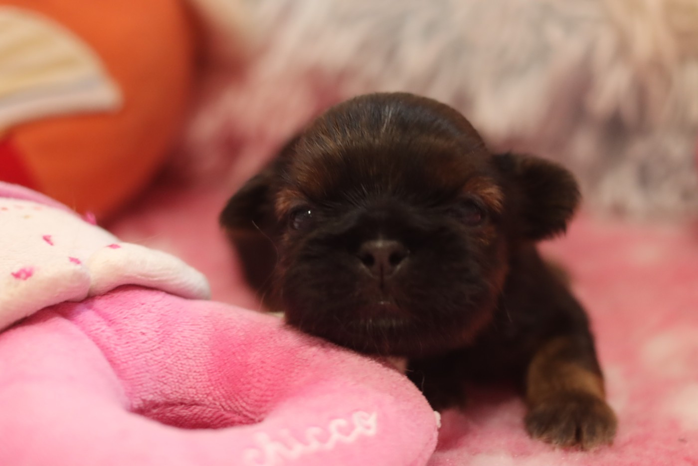 de la ferme des Mottes - Chiots disponibles - Shih Tzu