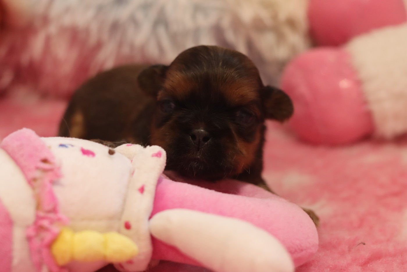 de la ferme des Mottes - Chiots disponibles - Shih Tzu