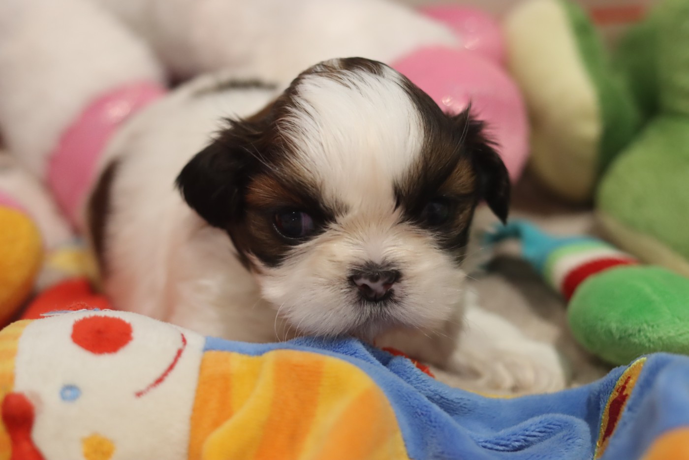 de la ferme des Mottes - Chiots disponibles - Shih Tzu
