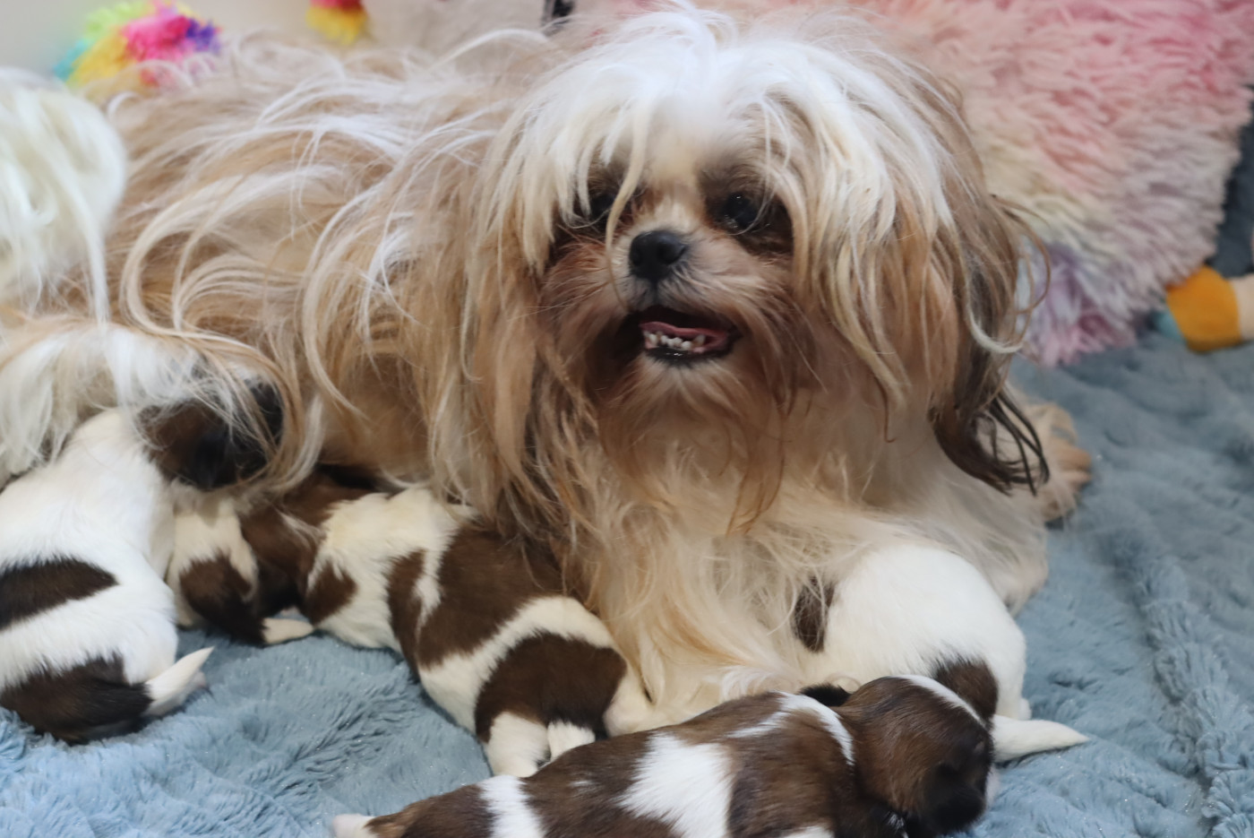 Chiot Shih Tzu de la ferme des Mottes