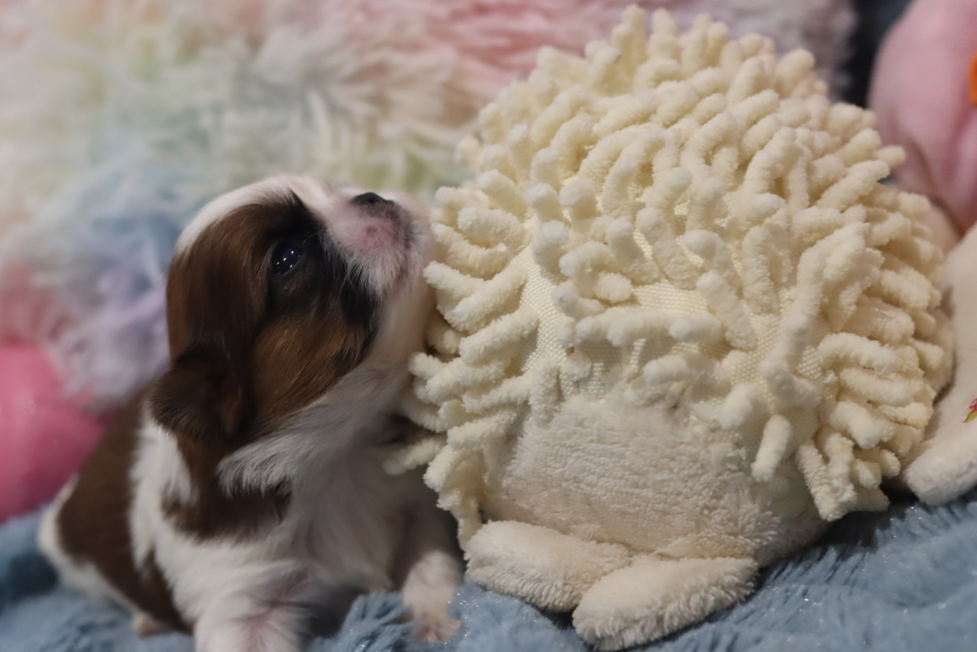 de la ferme des Mottes - Chiots disponibles - Shih Tzu