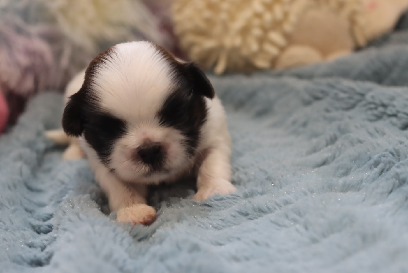 de la ferme des Mottes - Chiots disponibles - Shih Tzu