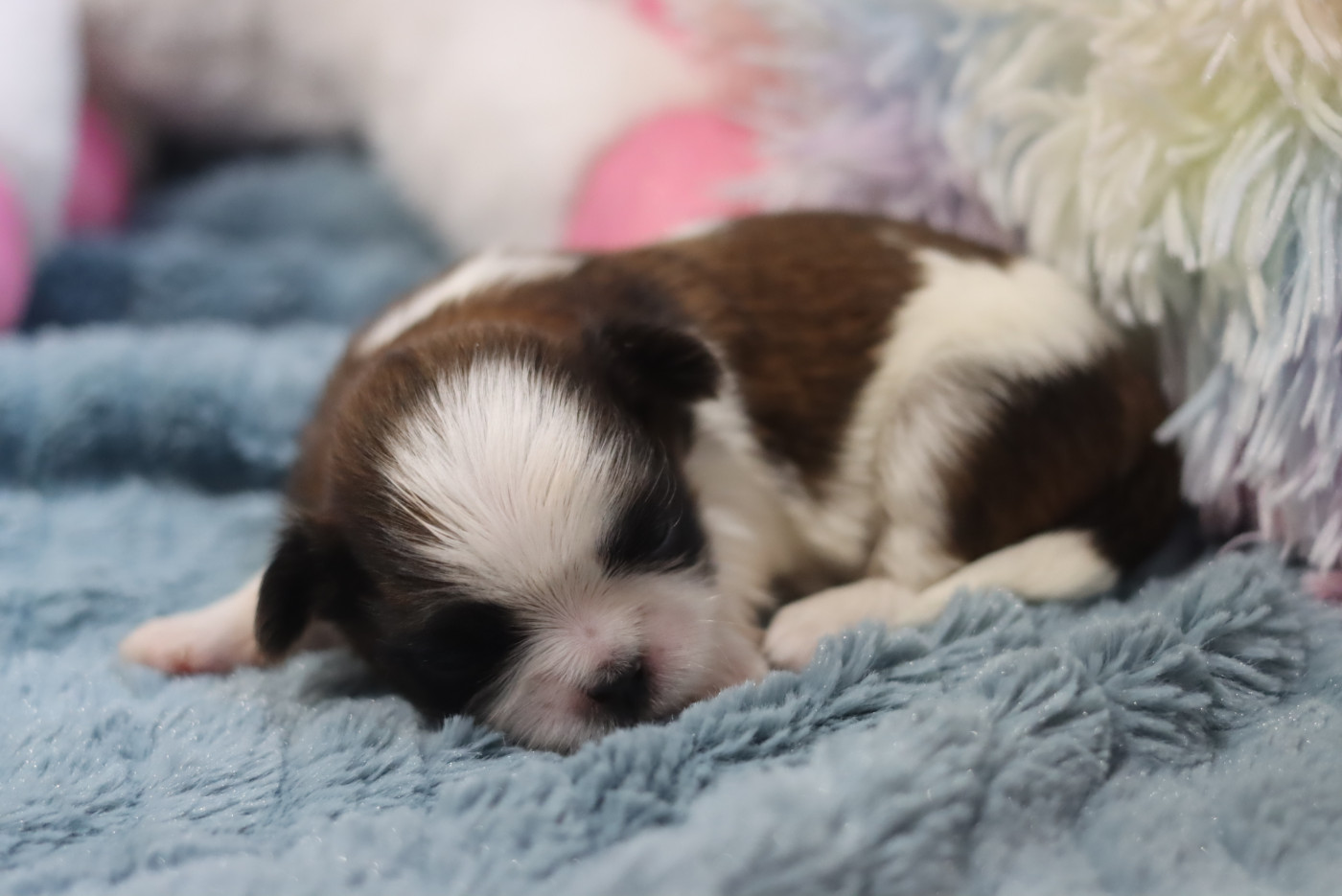 de la ferme des Mottes - Chiots disponibles - Shih Tzu