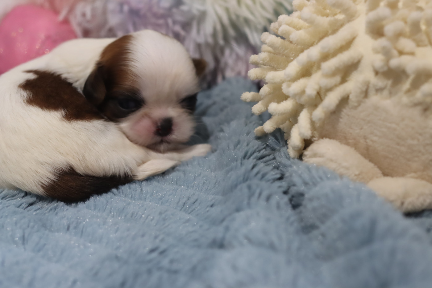 de la ferme des Mottes - Chiots disponibles - Shih Tzu