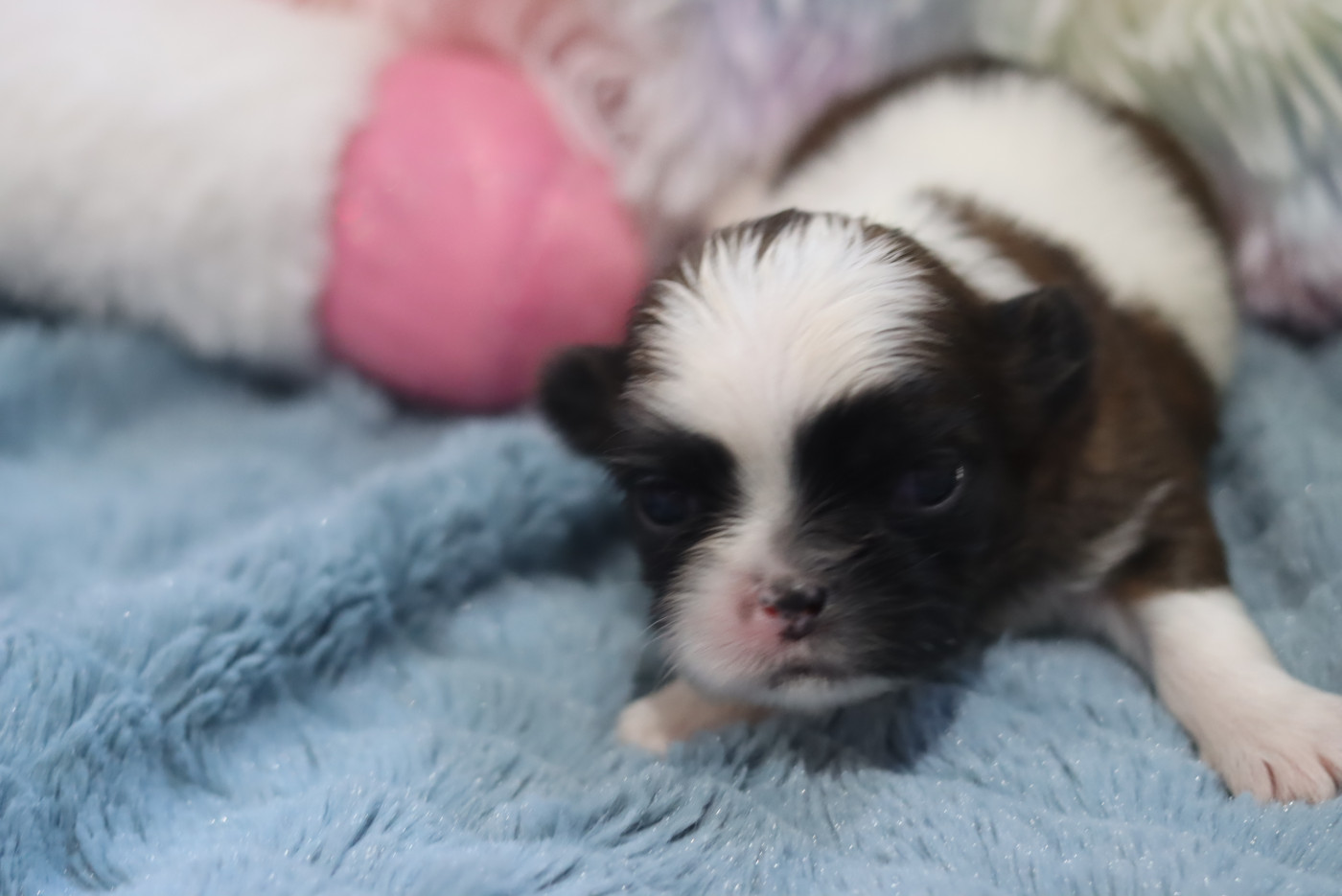 de la ferme des Mottes - Chiots disponibles - Shih Tzu