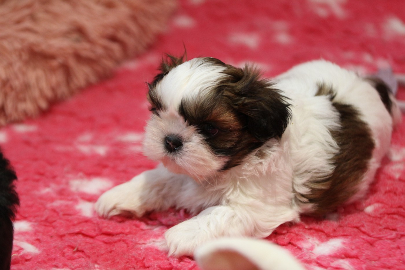 de la ferme des Mottes - Chiots disponibles - Shih Tzu