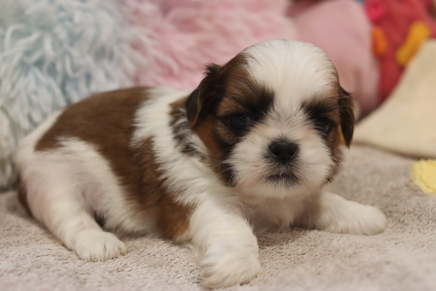 de la ferme des Mottes - Chiots disponibles - Shih Tzu
