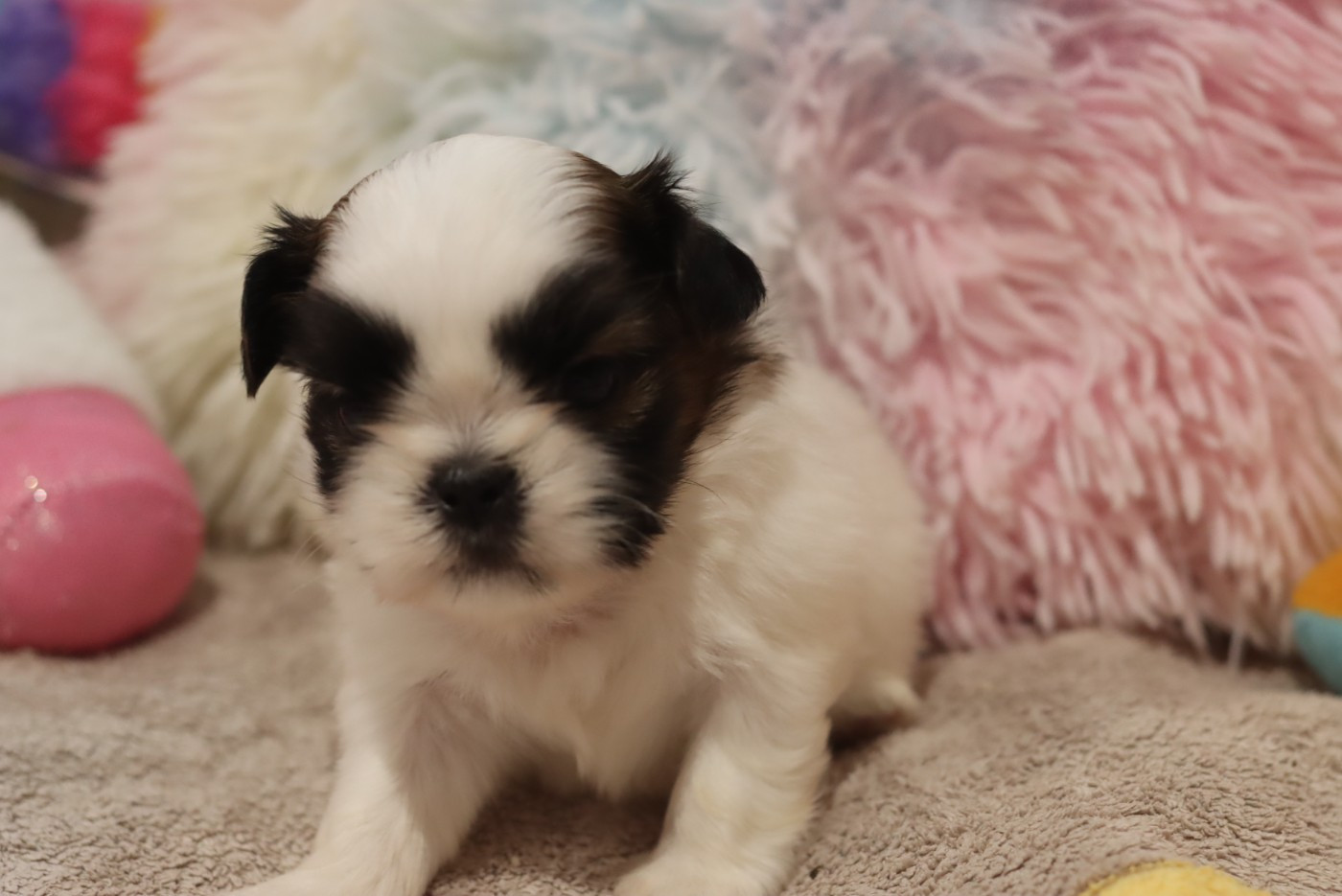 de la ferme des Mottes - Chiots disponibles - Shih Tzu