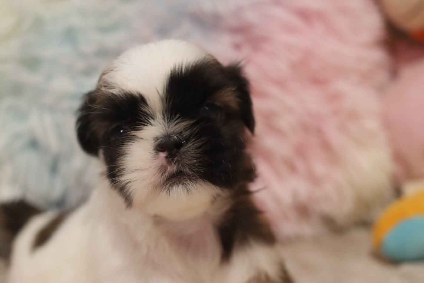 de la ferme des Mottes - Chiots disponibles - Shih Tzu