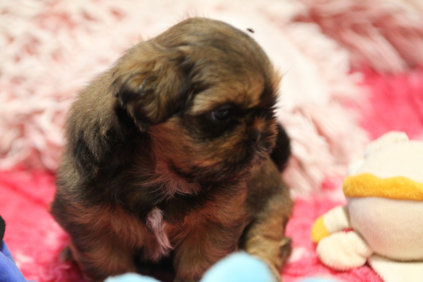 de la ferme des Mottes - Chiots disponibles - Shih Tzu