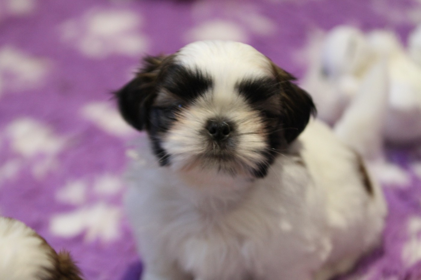 de la ferme des Mottes - Chiots disponibles - Shih Tzu
