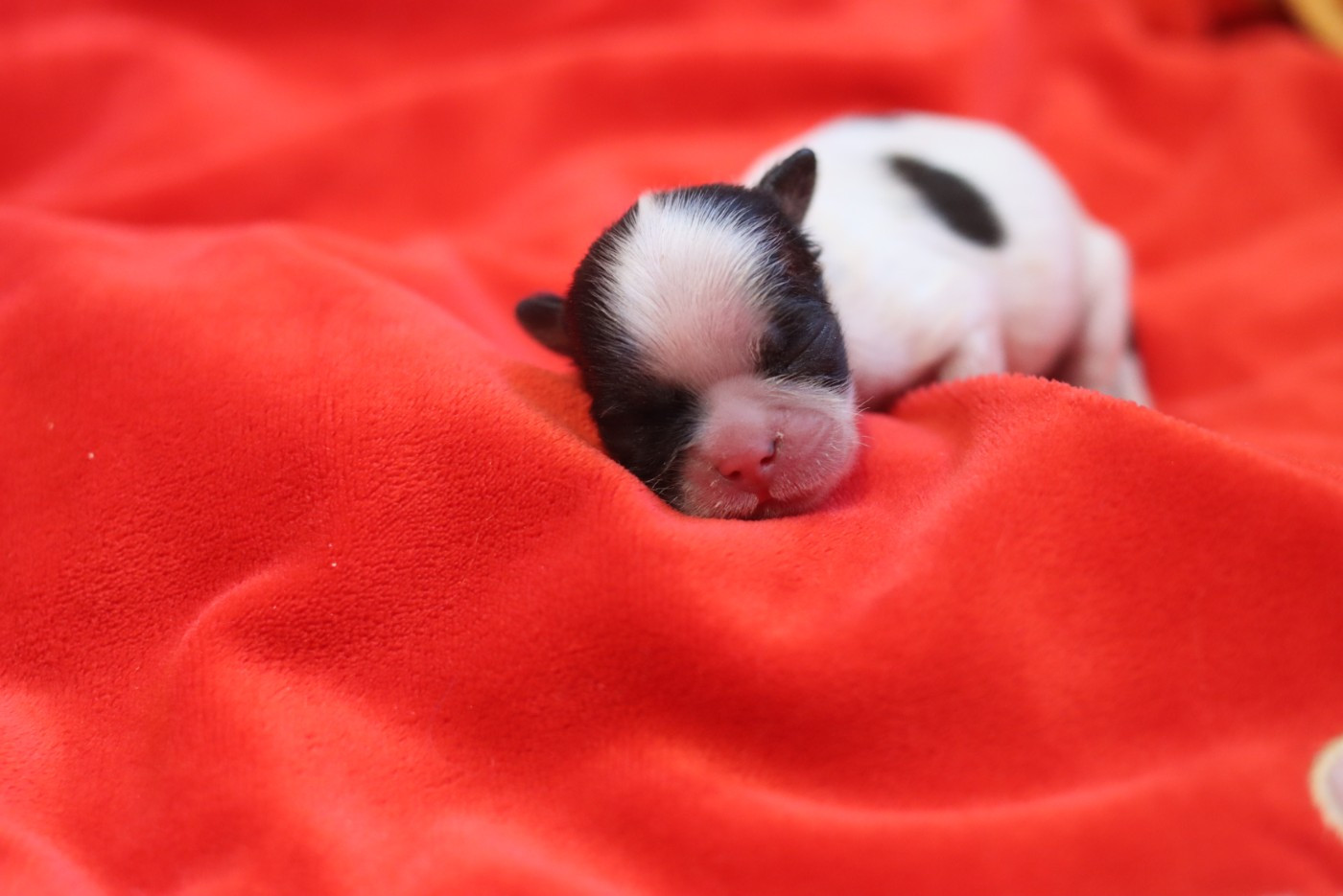 de la ferme des Mottes - Chiots disponibles - Shih Tzu