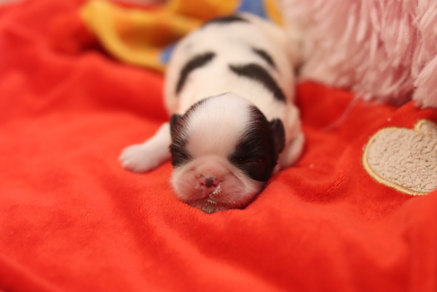 de la ferme des Mottes - Chiots disponibles - Shih Tzu