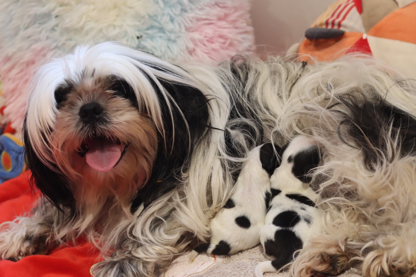 Chiot Shih Tzu de la ferme des Mottes