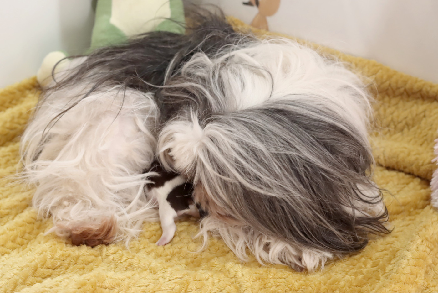 Chiot Shih Tzu de la ferme des Mottes