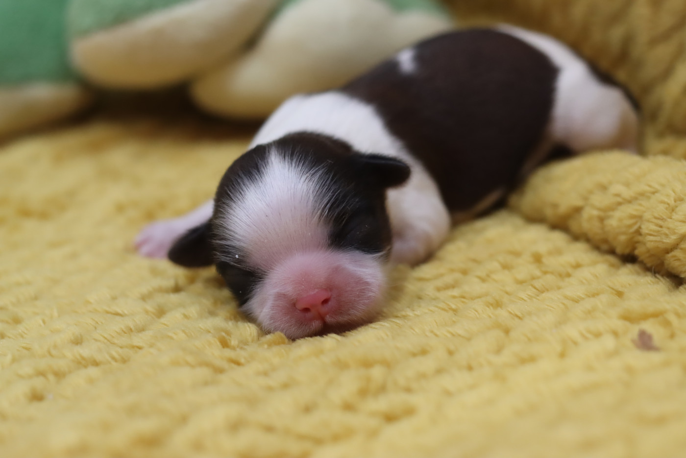 de la ferme des Mottes - Chiots disponibles - Shih Tzu