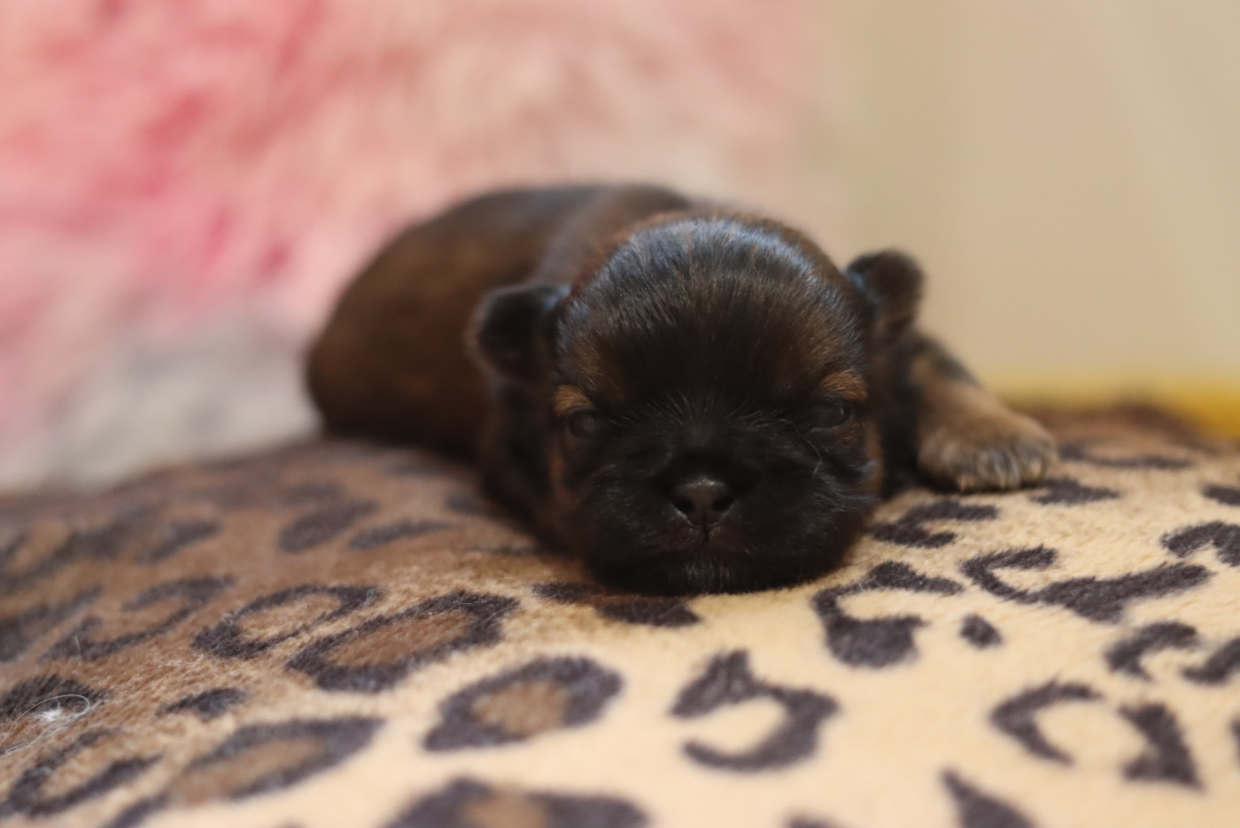 Chiot Shih Tzu de la ferme des Mottes