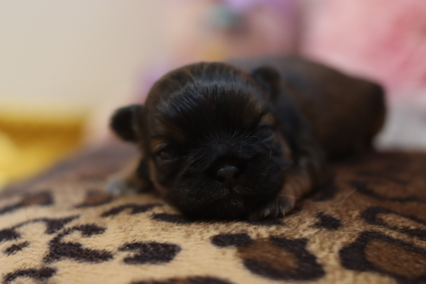 de la ferme des Mottes - Chiots disponibles - Shih Tzu