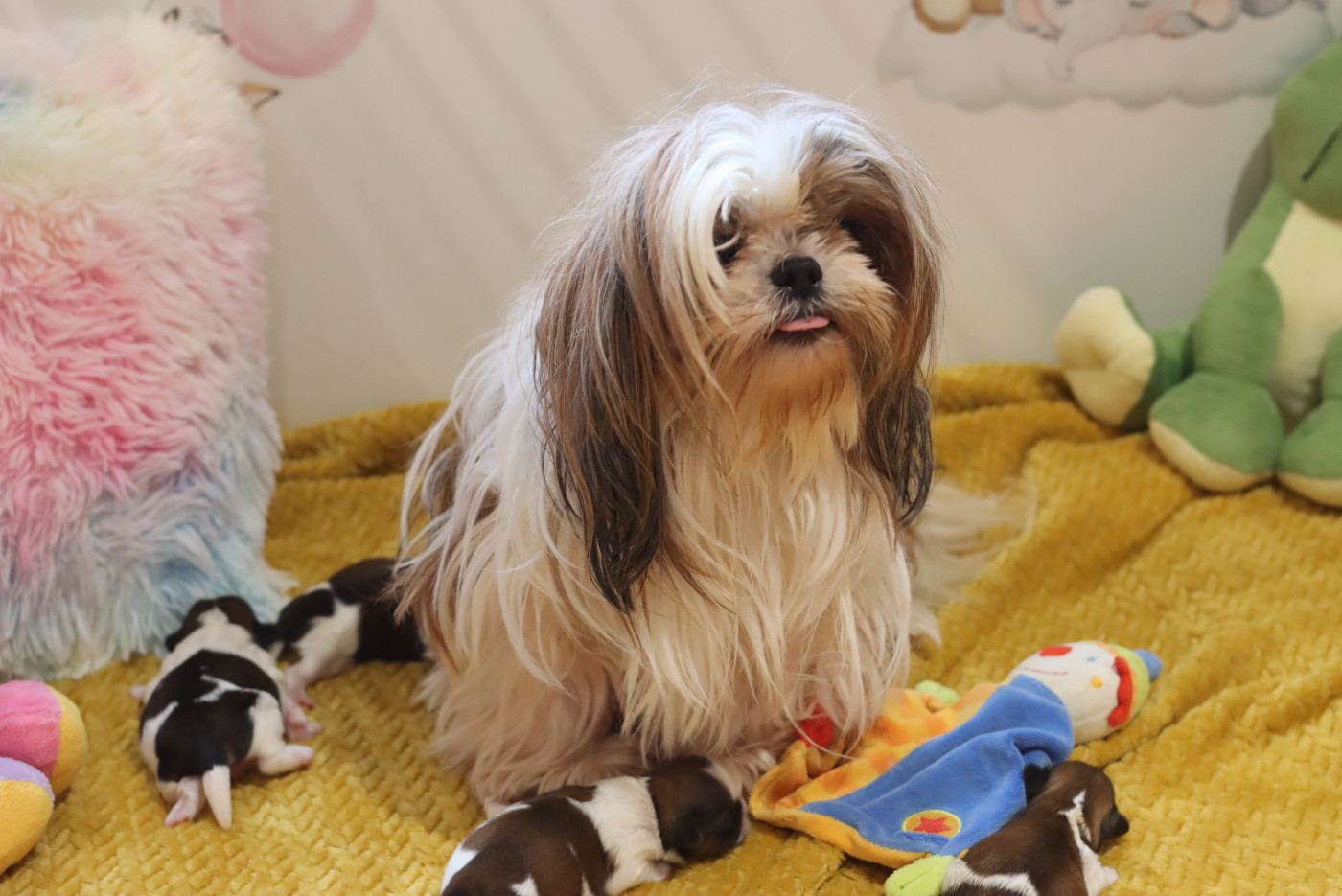 Chiot Shih Tzu de la ferme des Mottes