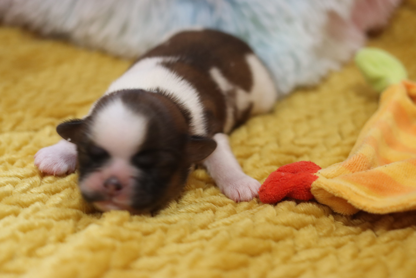 de la ferme des Mottes - Chiots disponibles - Shih Tzu