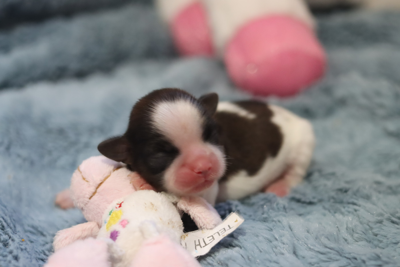 de la ferme des Mottes - Chiots disponibles - Shih Tzu