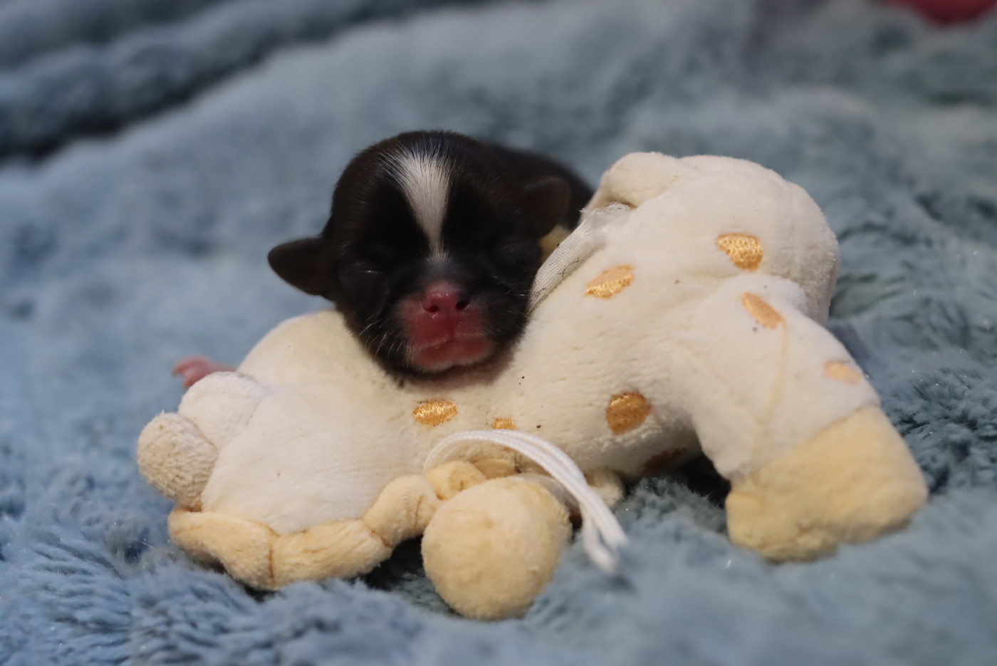 de la ferme des Mottes - Chiots disponibles - Shih Tzu