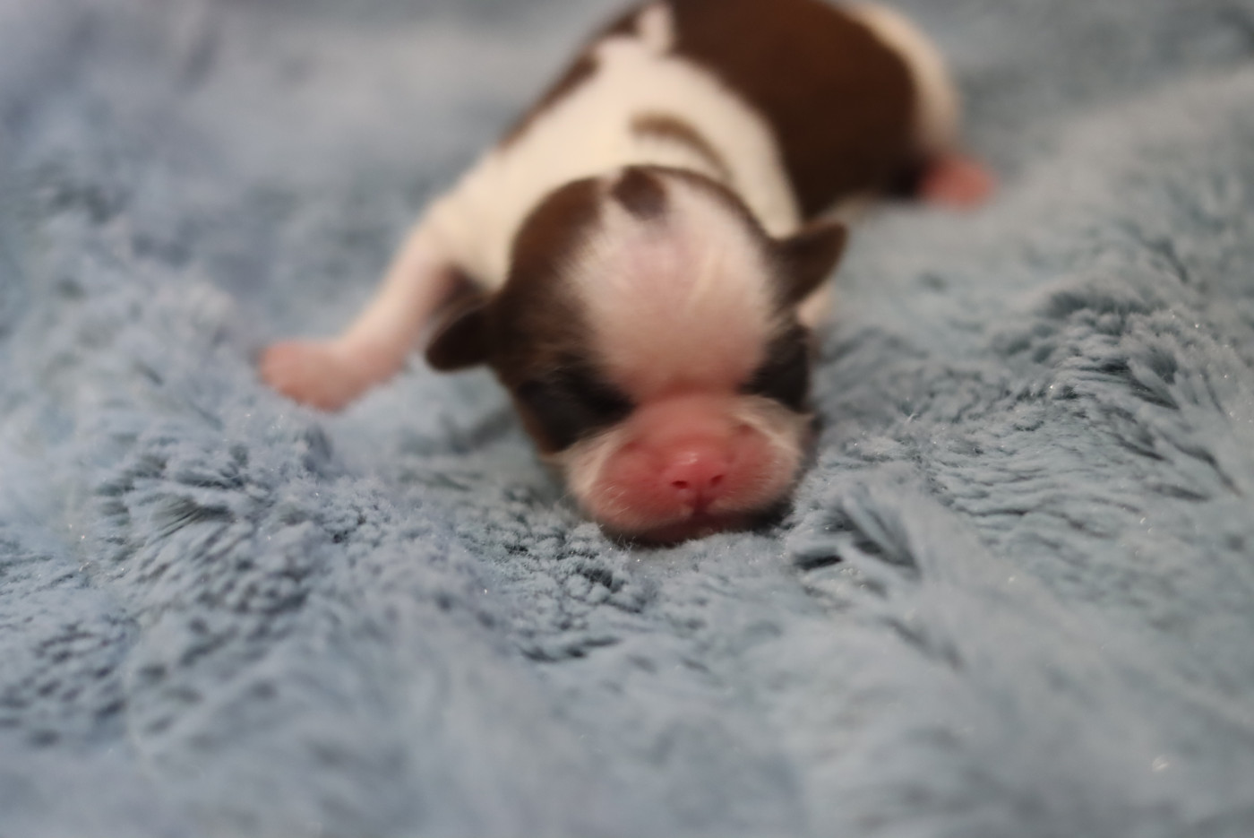 de la ferme des Mottes - Chiots disponibles - Shih Tzu