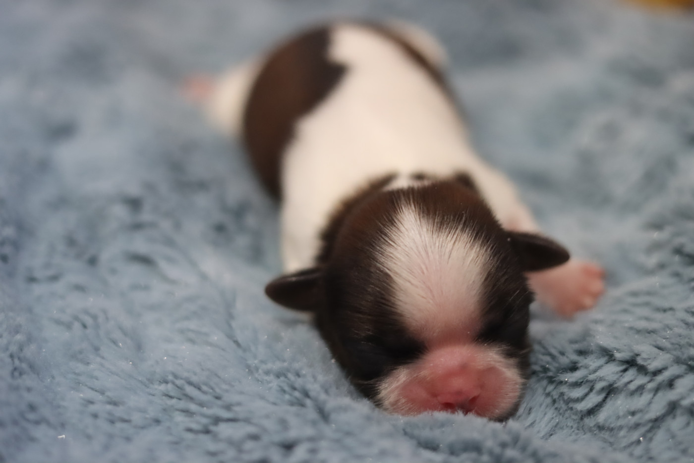 de la ferme des Mottes - Chiots disponibles - Shih Tzu