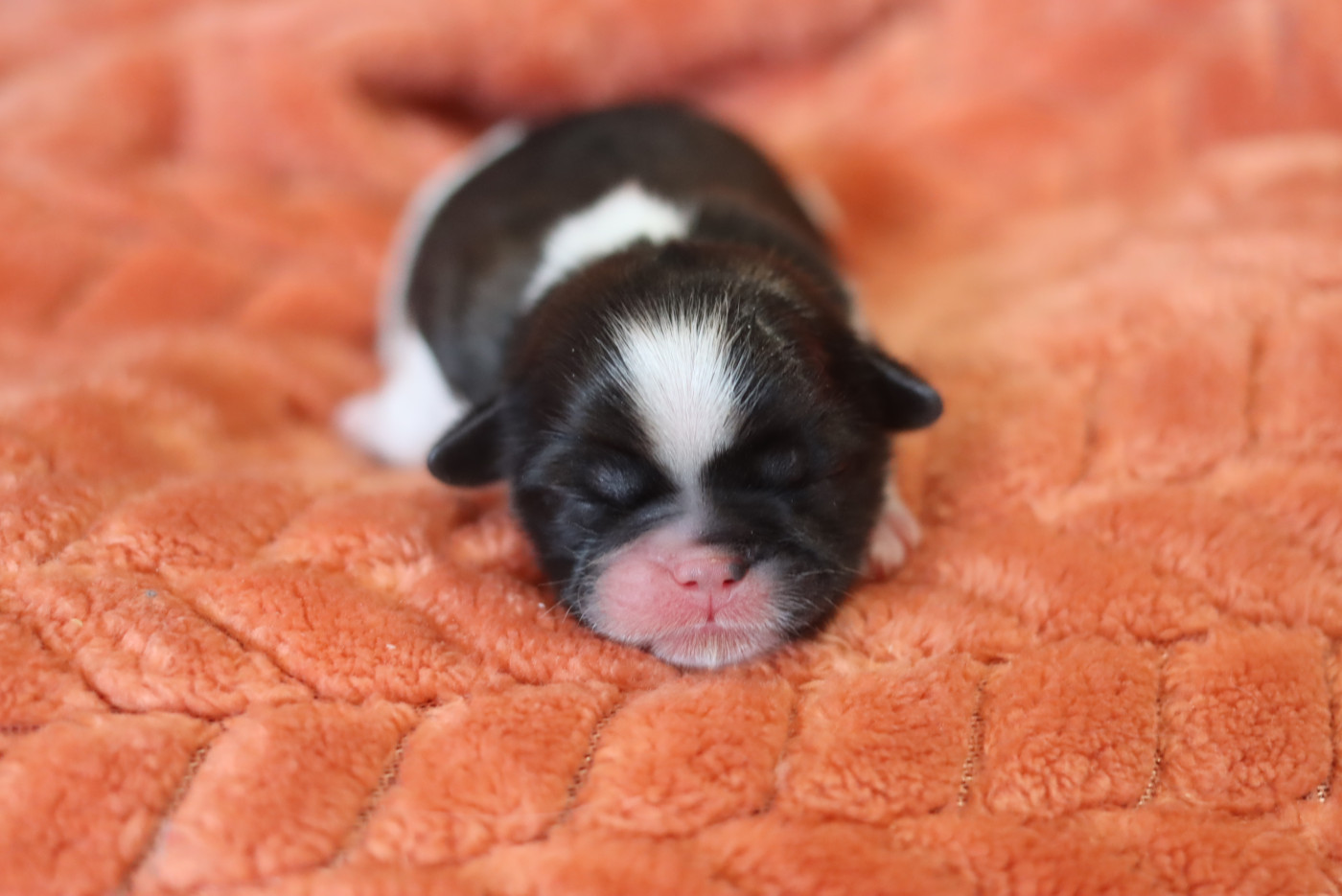 de la ferme des Mottes - Chiots disponibles - Shih Tzu