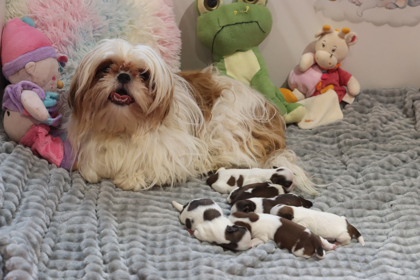 Chiot Shih Tzu de la ferme des Mottes