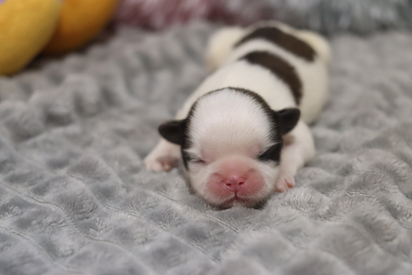 de la ferme des Mottes - Chiots disponibles - Shih Tzu